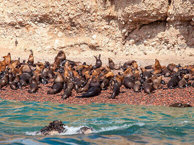 Ballestas Island and Nazca lines 2 days / 1 night